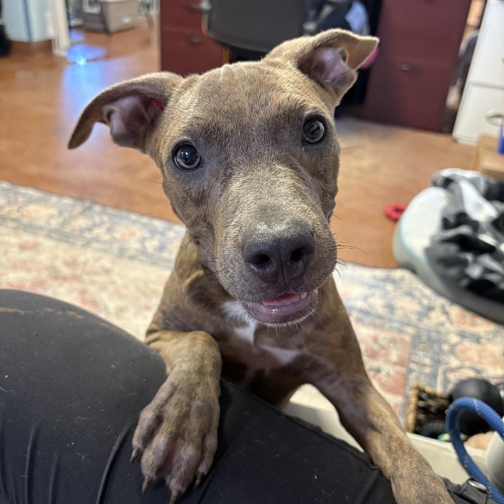 Enlarge Harmony Blue, a Adoptable Pit Bull Terrier in Clarksville, AR image 2/6