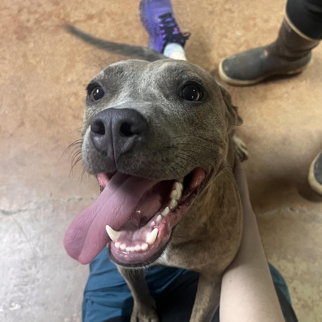 Enlarge Harmony Blue, a Adoptable Pit Bull Terrier in Clarksville, AR image 3/6