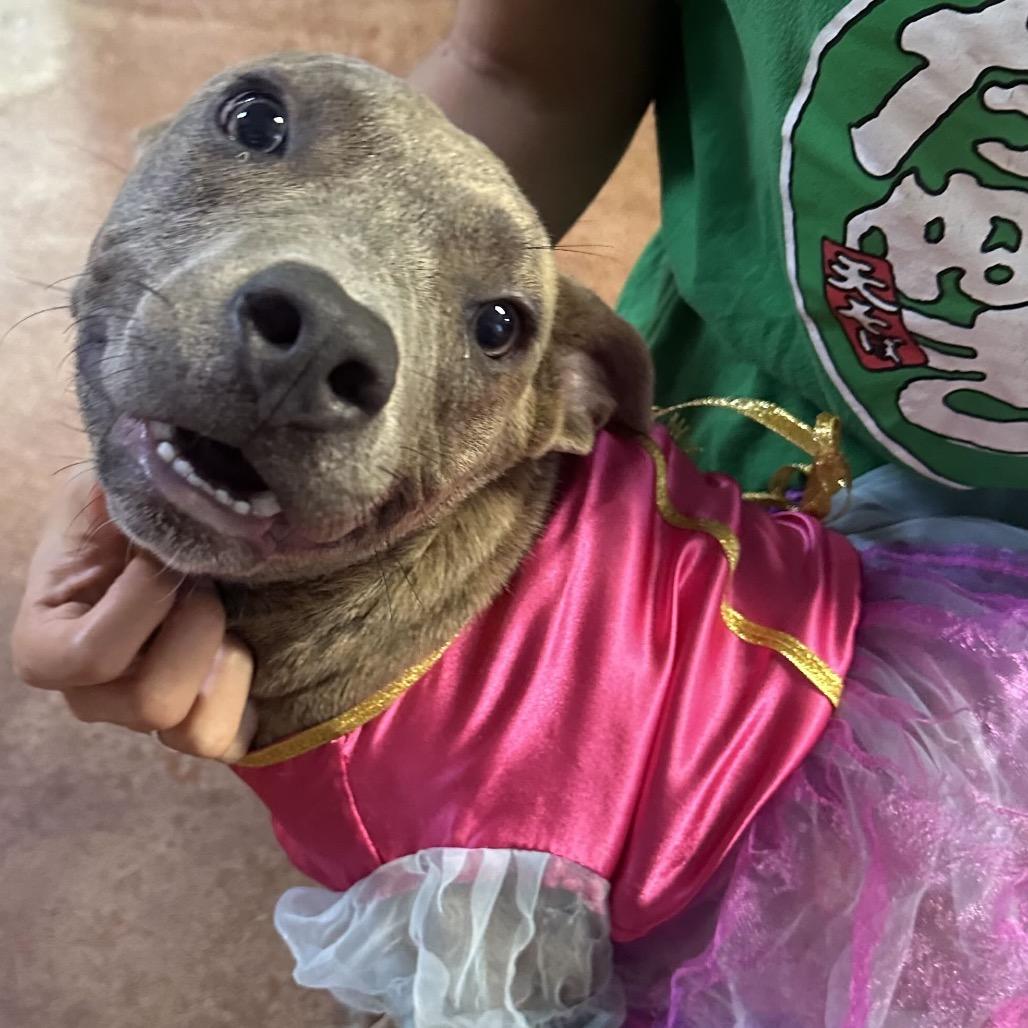 Enlarge Harmony Blue, a Adoptable Pit Bull Terrier in Clarksville, AR image 5/6