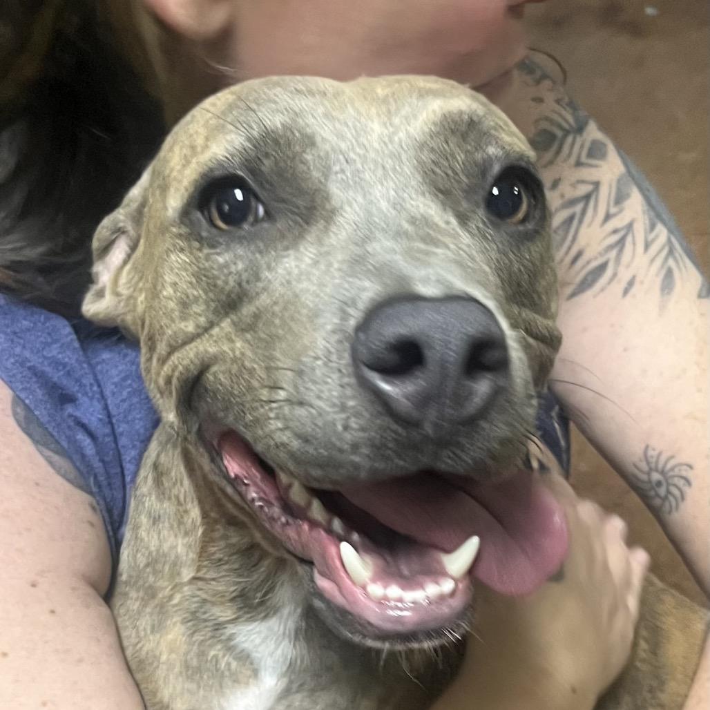 Enlarge Harmony Blue, a Adoptable Pit Bull Terrier in Clarksville, AR image 6/6