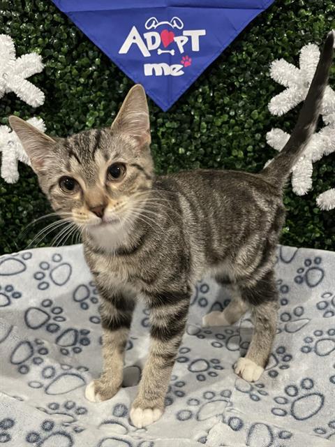 Enlarge ATLAS, a Adoptable Domestic Short Hair in Saskatoon, SK image 1/1