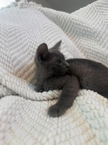 Apache, an adopted Russian Blue in Poughkeepsie, NY image 2/6