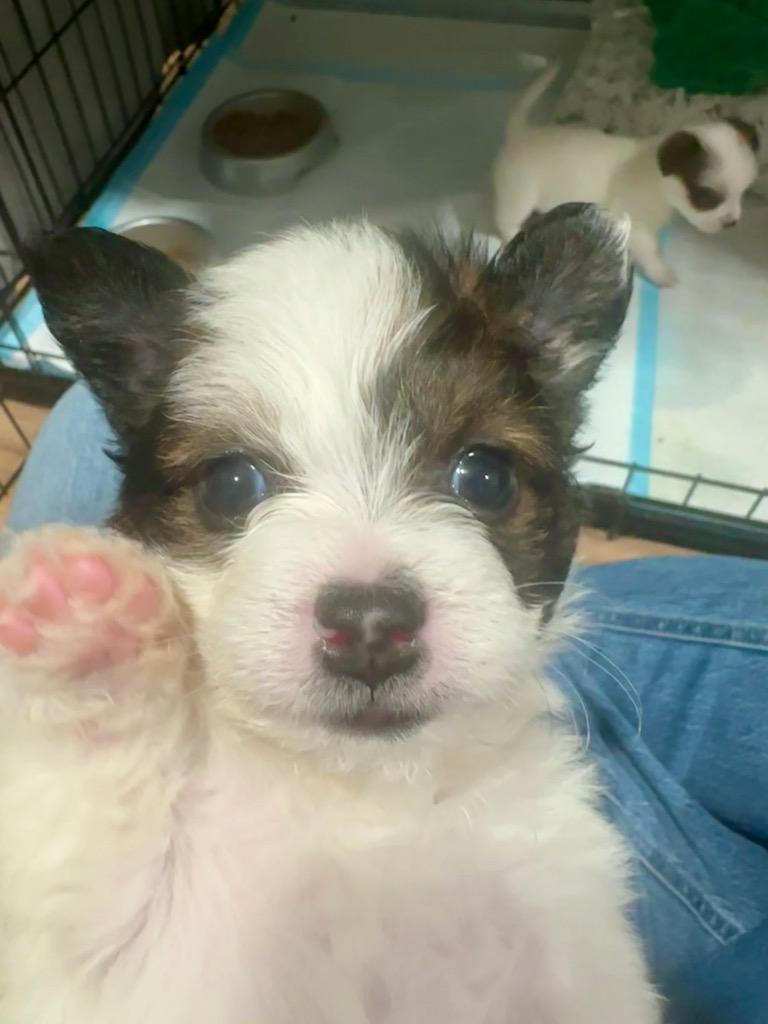 Enlarge Brad, a Adoptable mixed breed in Manhattan Beach, CA image 2/4