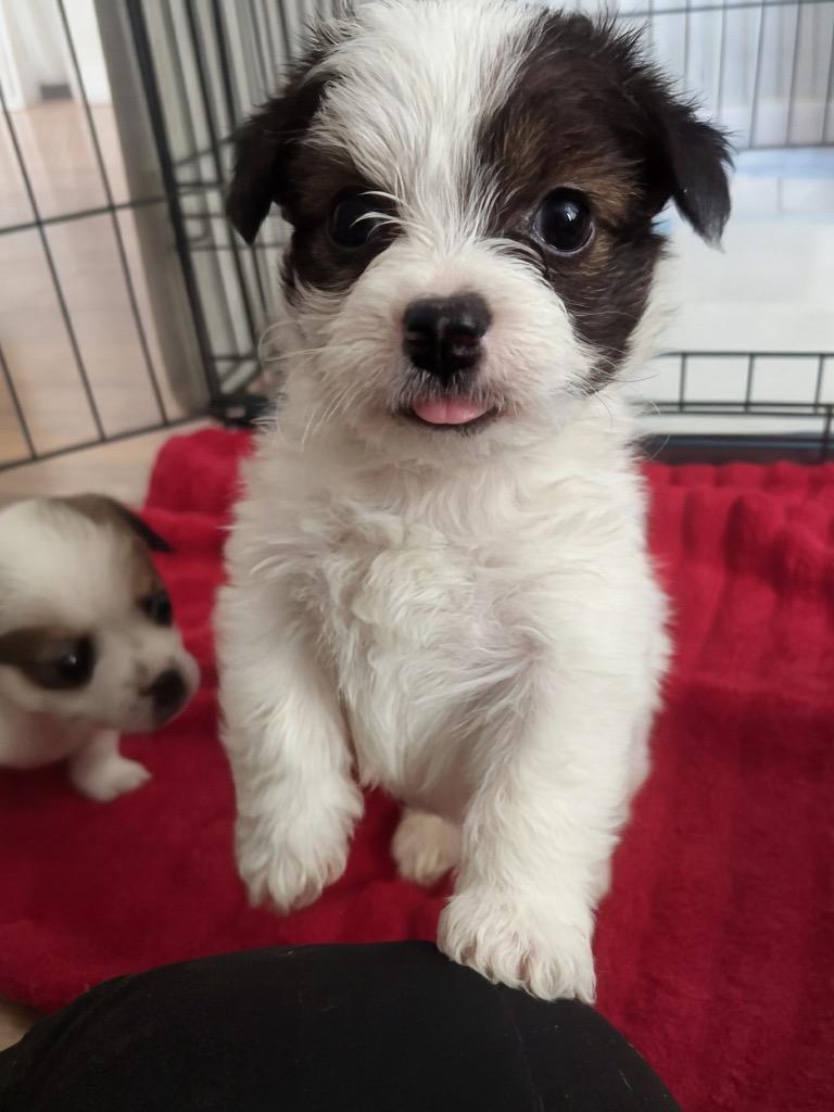 Enlarge Brad, a Adoptable mixed breed in Manhattan Beach, CA image 3/4