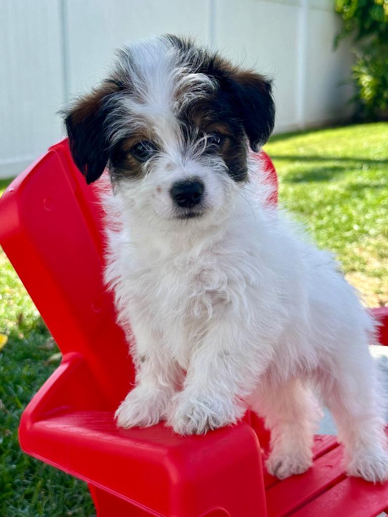 Brad, a Adopted mixed breed in Manhattan Beach, CA image 4/5