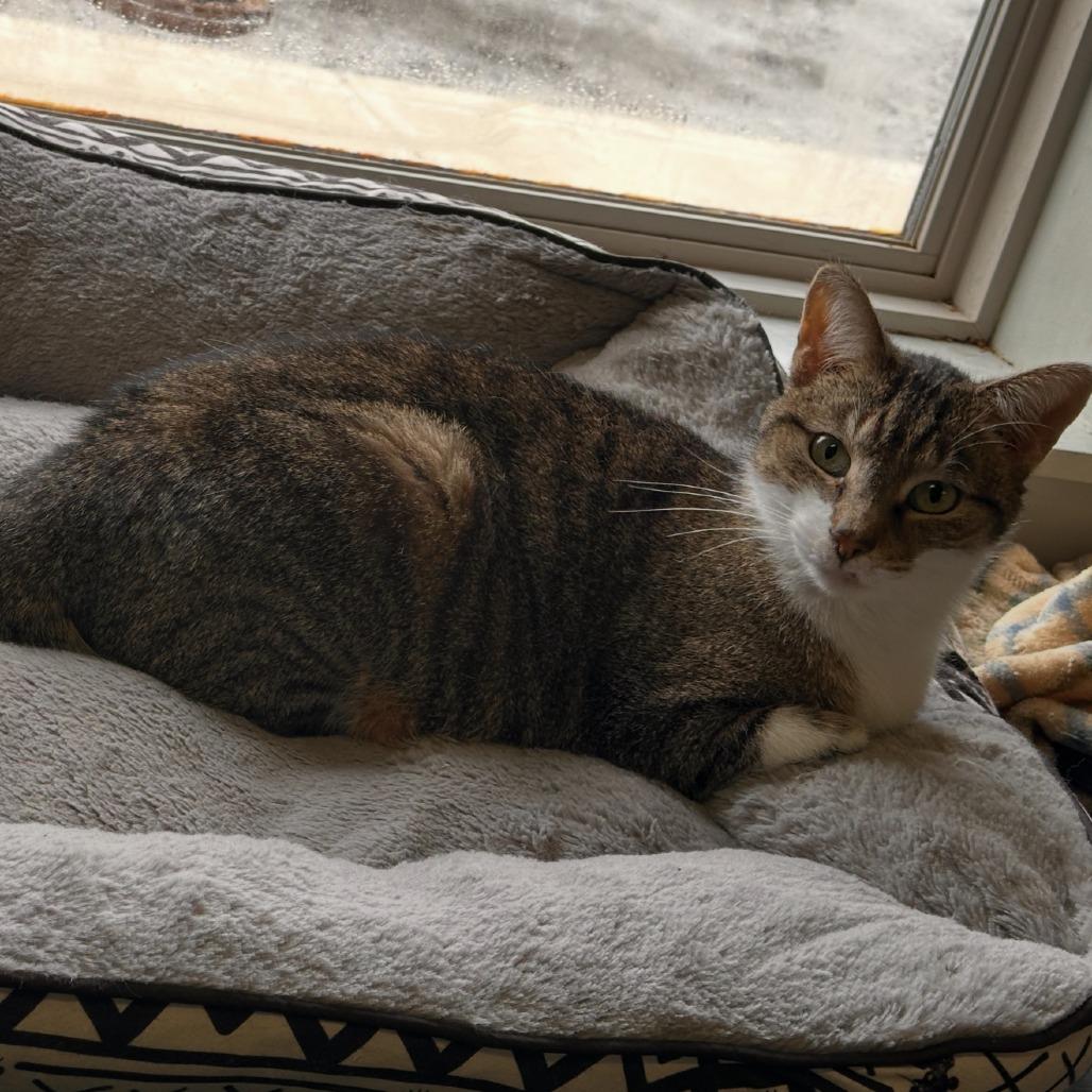 Artie, a Adoptable Domestic Short Hair in Richmond, IN image 2/5