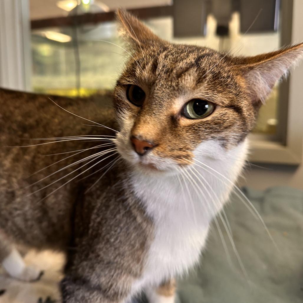 Artie, a Adoptable Domestic Short Hair in Richmond, IN image 3/5