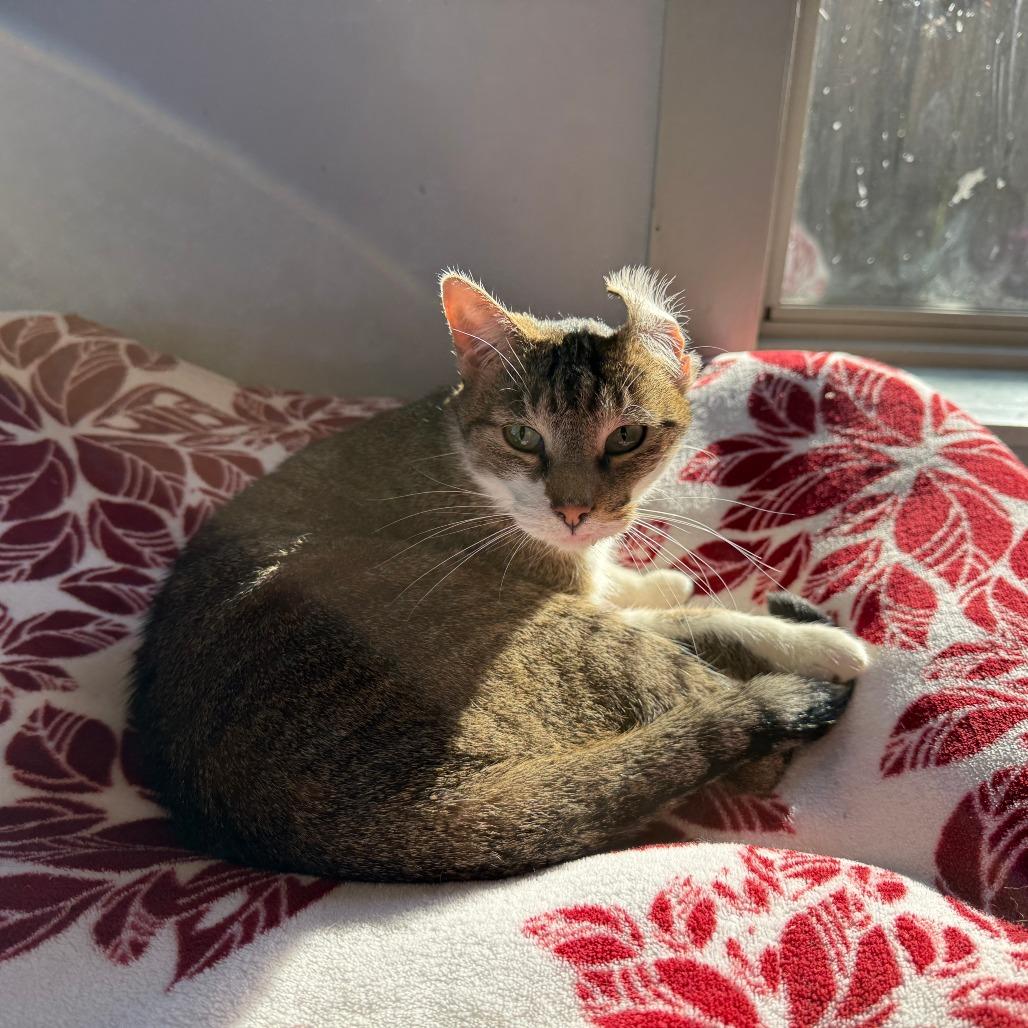 Artie, a Adoptable Domestic Short Hair in Richmond, IN image 4/5