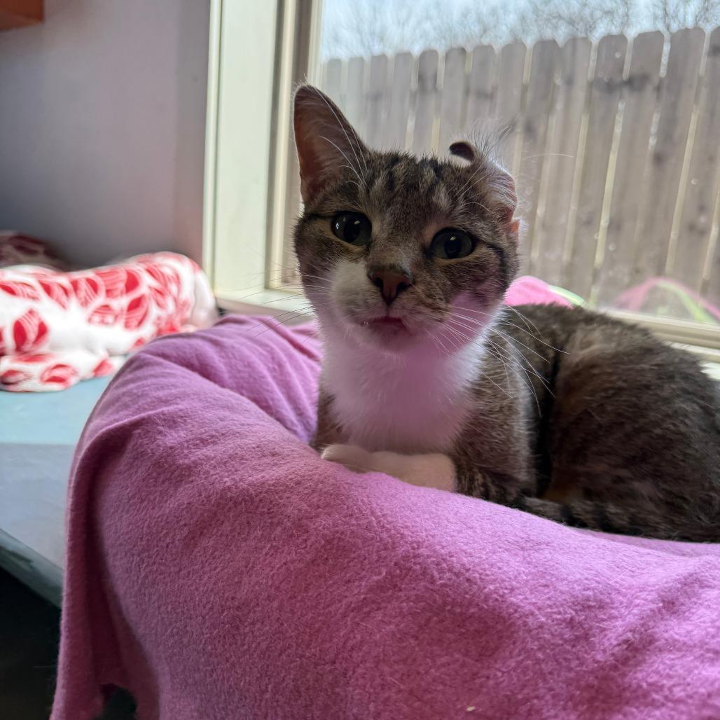 Artie, a Adoptable Domestic Short Hair in Richmond, IN image 5/5