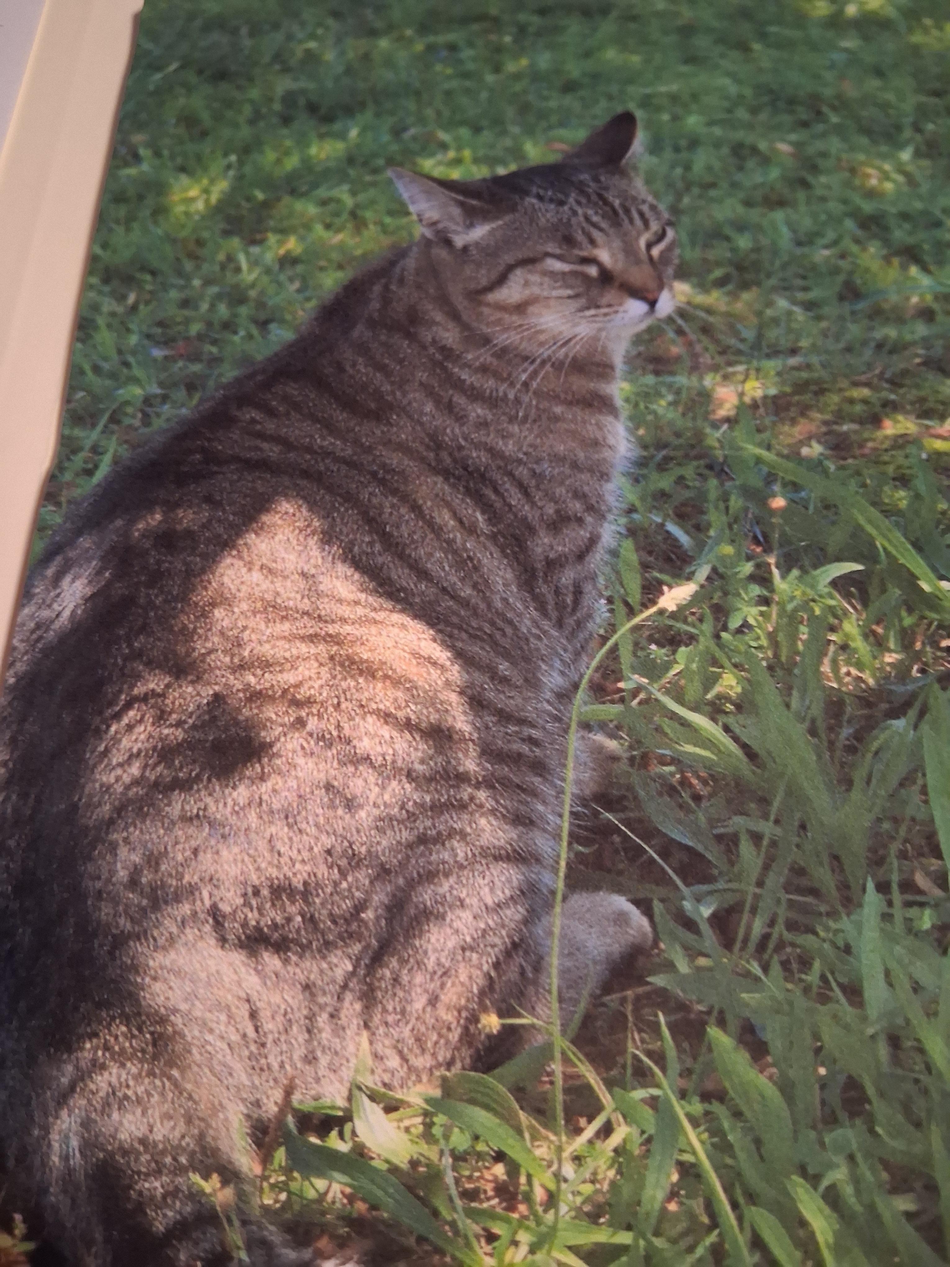 Lucas, Adoptable, Adult Male Domestic Short Hair.