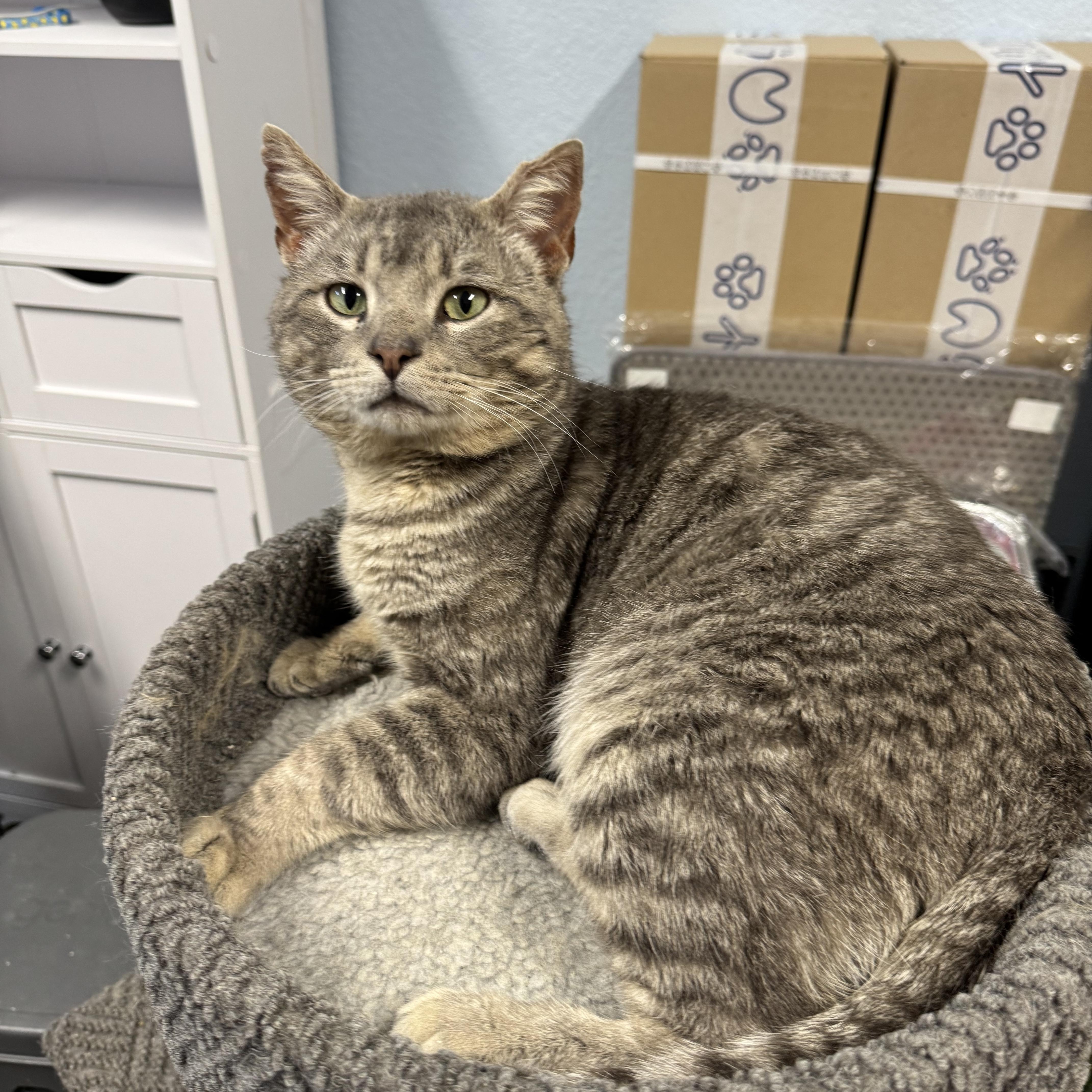 Milo, ADOPTABLE, Adult Male American Shorthair.
