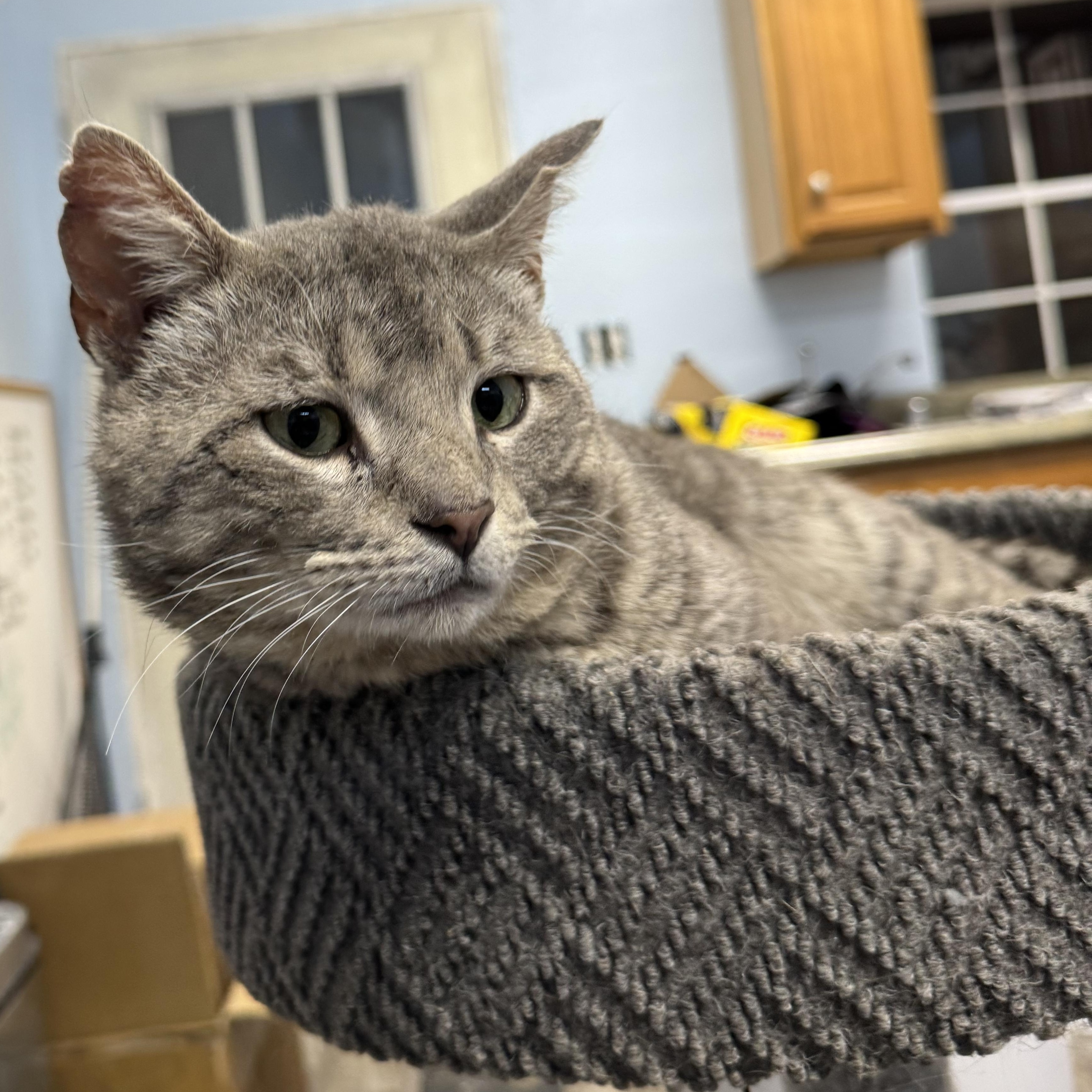 Enlarge Milo, a ADOPTABLE American Shorthair in Springdale, AR image 3/3