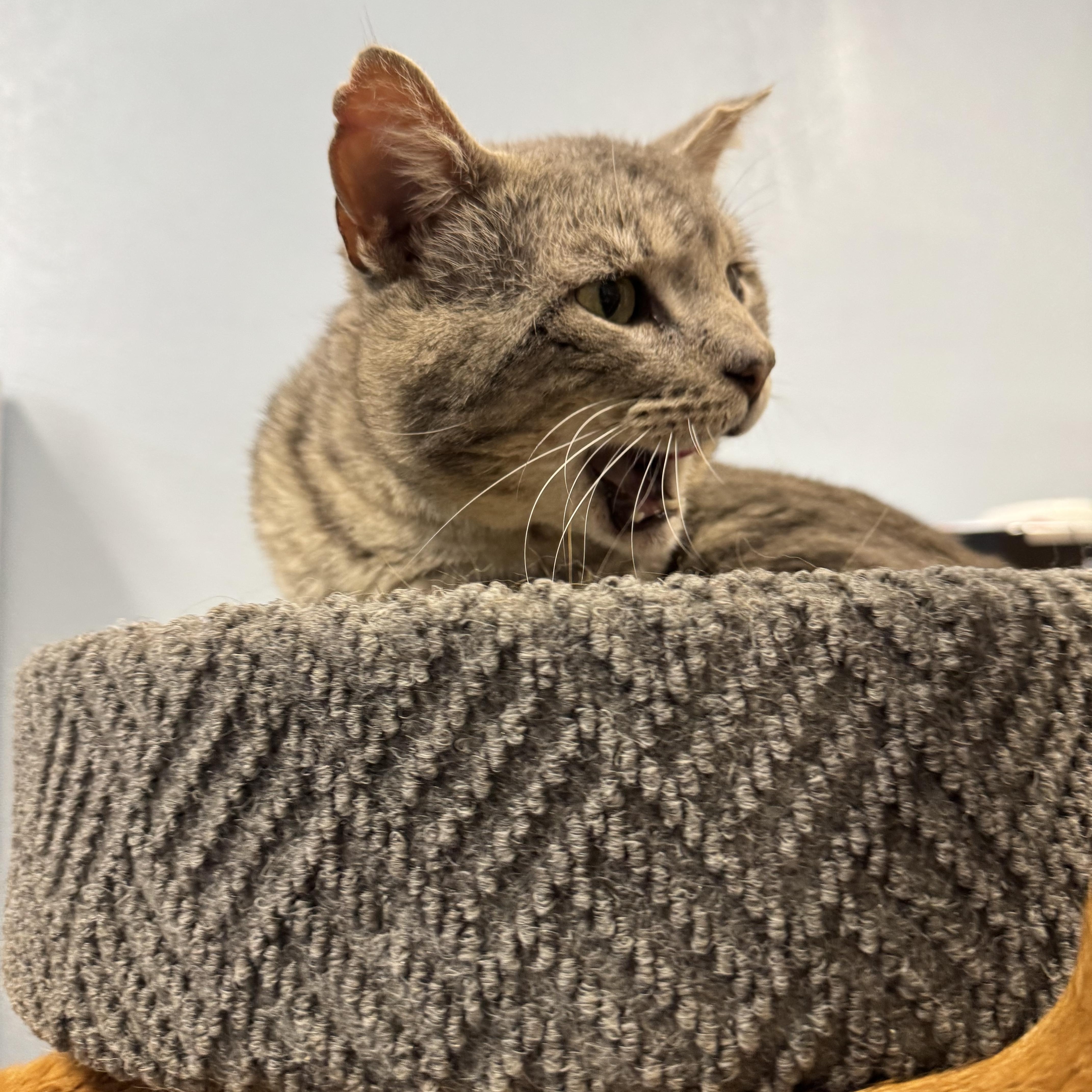 Enlarge Milo, a ADOPTABLE American Shorthair in Springdale, AR image 2/3