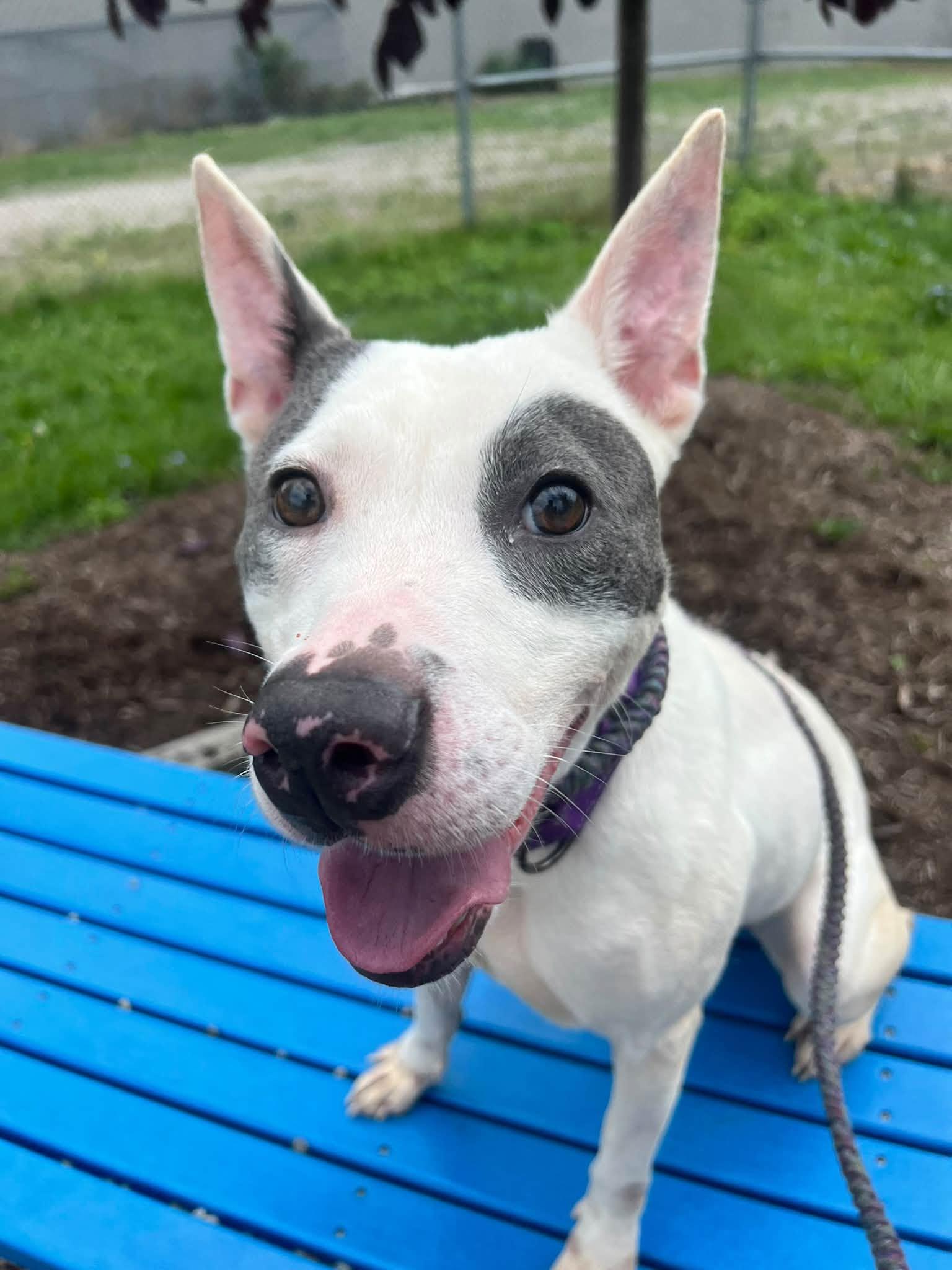 Enlarge Majella, a Adoptable mixed breed in Cleveland, OH image 3/6
