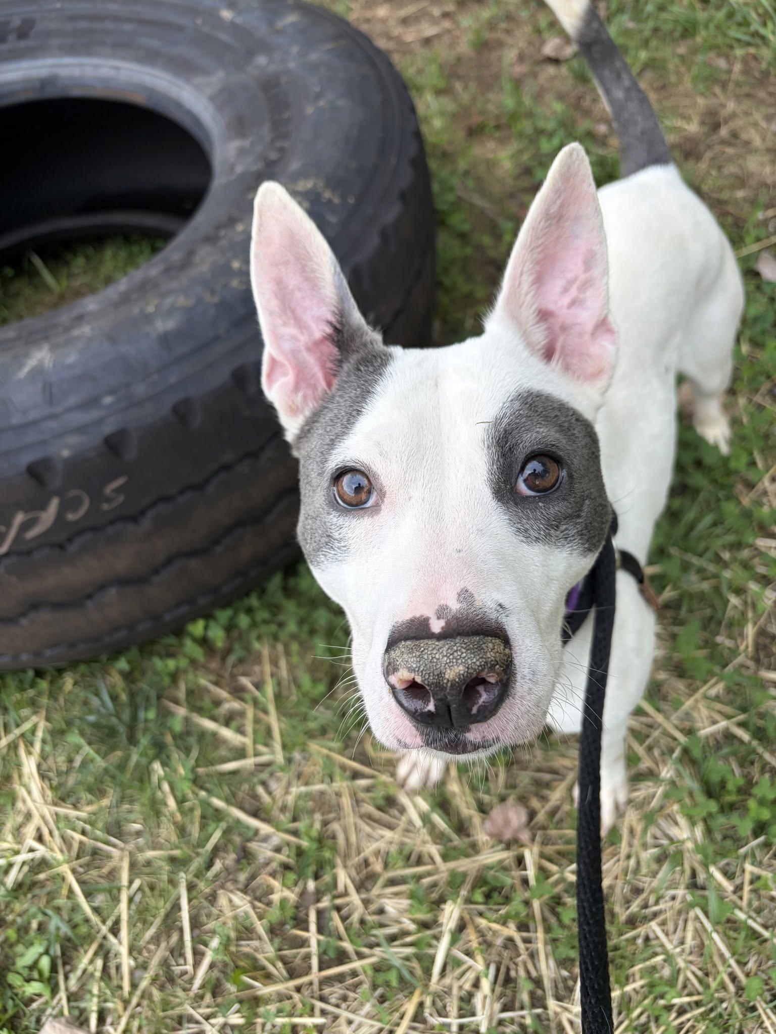 Enlarge Majella, a Adoptable mixed breed in Cleveland, OH image 6/6