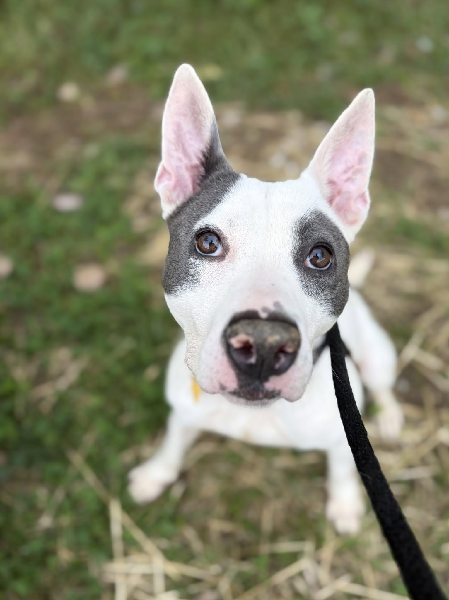 Enlarge Majella, a Adoptable mixed breed in Cleveland, OH image 5/6