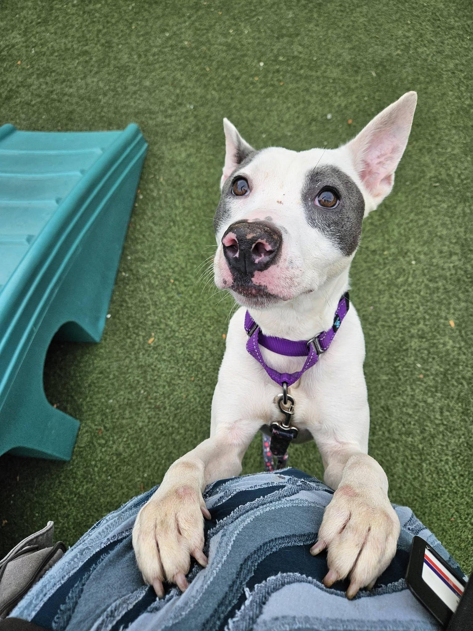 Enlarge Majella, a Adoptable mixed breed in Cleveland, OH image 4/6