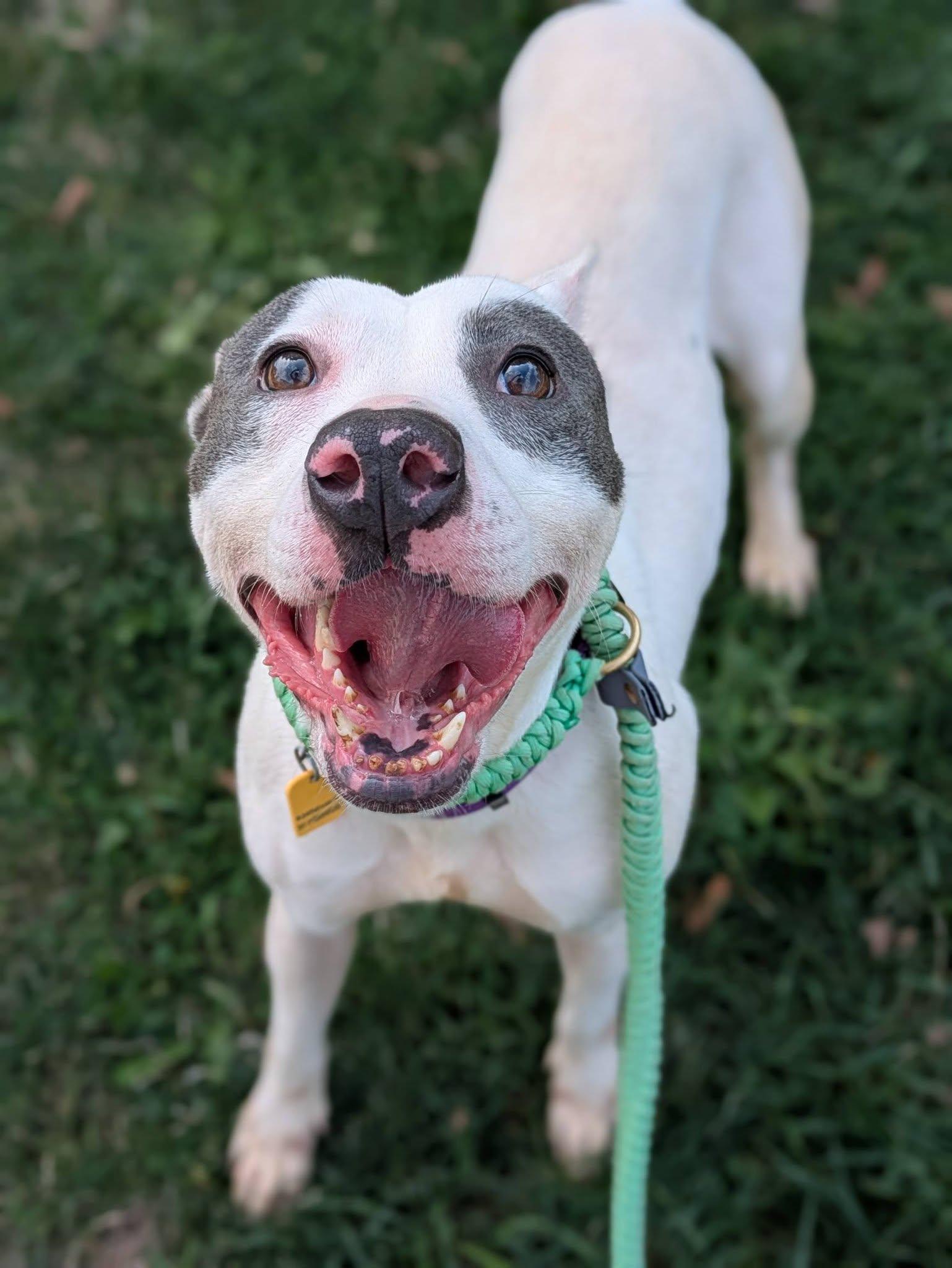 Enlarge Majella, a Adoptable mixed breed in Cleveland, OH image 2/6