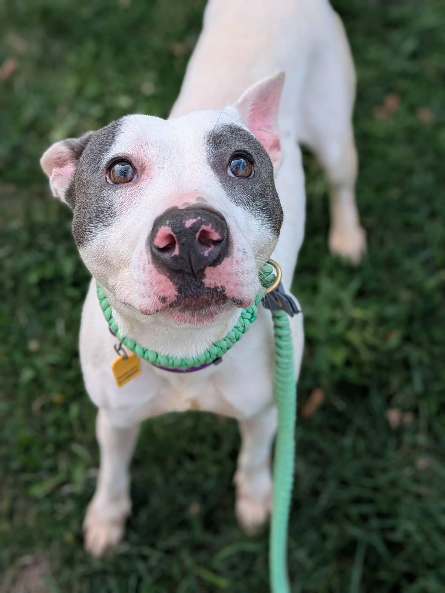 Enlarge Majella, a Adoptable mixed breed in Cleveland, OH image 1/6