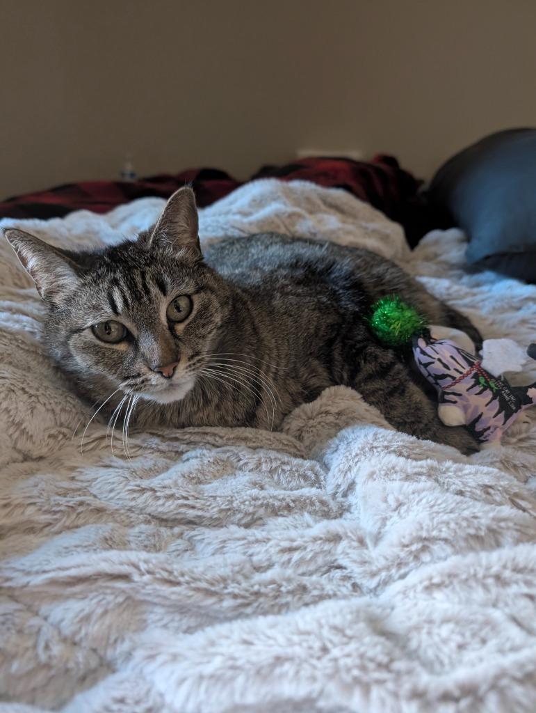 Miss Tilly, Adoptable, Senior Female Domestic Short Hair.