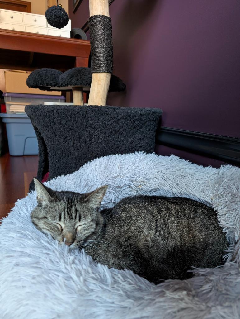 Enlarge Miss Tilly, a Adoptable mixed breed in Minneapolis, MN image 4/6