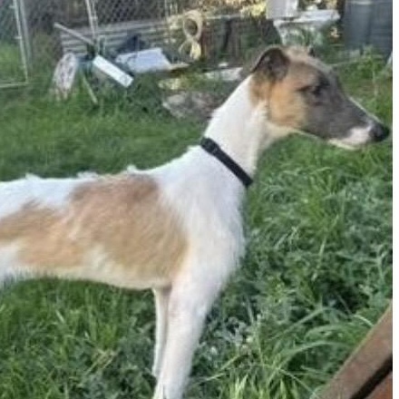 River, adopted, Young Female Greyhound.