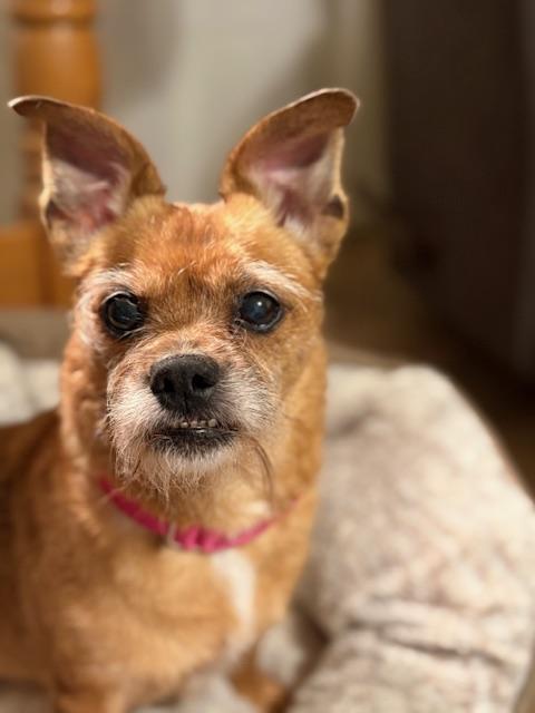 Enlarge Helga, a ADOPTABLE mixed breed in Oswego, IL image 2/6