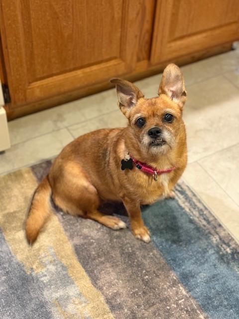 Enlarge Helga, a ADOPTABLE mixed breed in Oswego, IL image 4/6