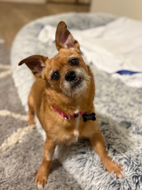 Enlarge Helga, a ADOPTABLE mixed breed in Oswego, IL image 5/6