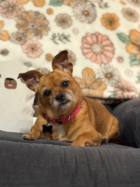 Enlarge Helga, a ADOPTABLE mixed breed in Oswego, IL image 6/6