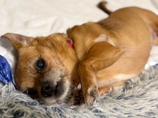 Enlarge Helga, a ADOPTABLE mixed breed in Oswego, IL image 3/6