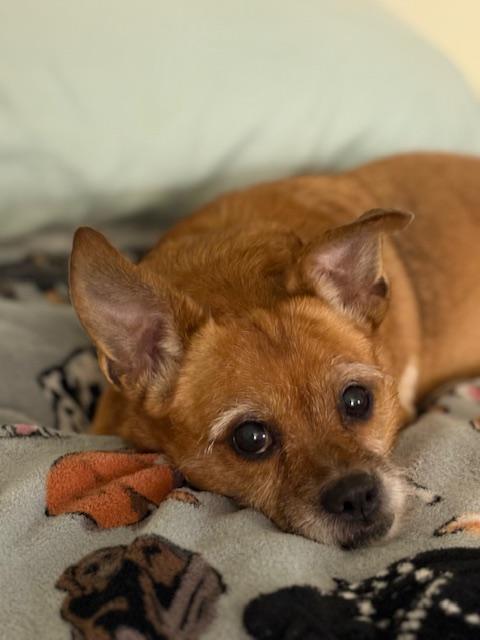 Enlarge Helga, a ADOPTABLE mixed breed in Oswego, IL image 1/6