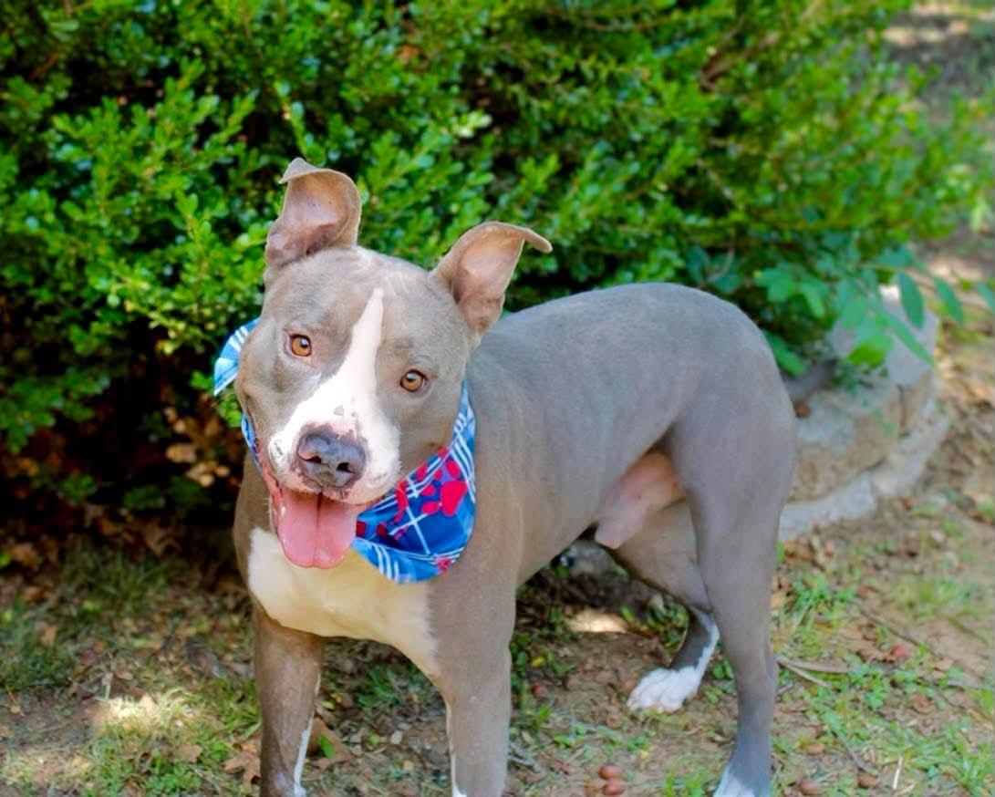 Frankie, Adoptable, Adult Male Pit Bull Terrier & American Staffordshire Terrier.