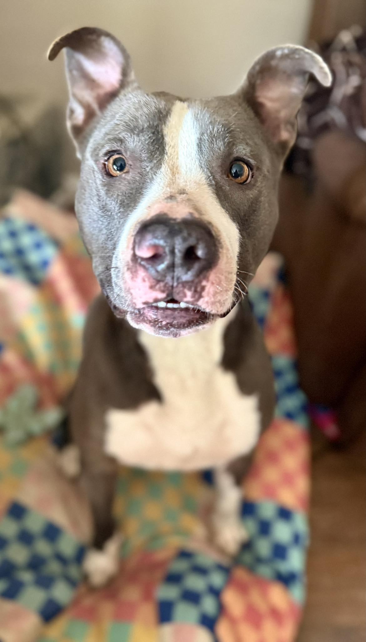 Frankie, Adoptable, Adult Male Pit Bull Terrier & American Staffordshire Terrier.