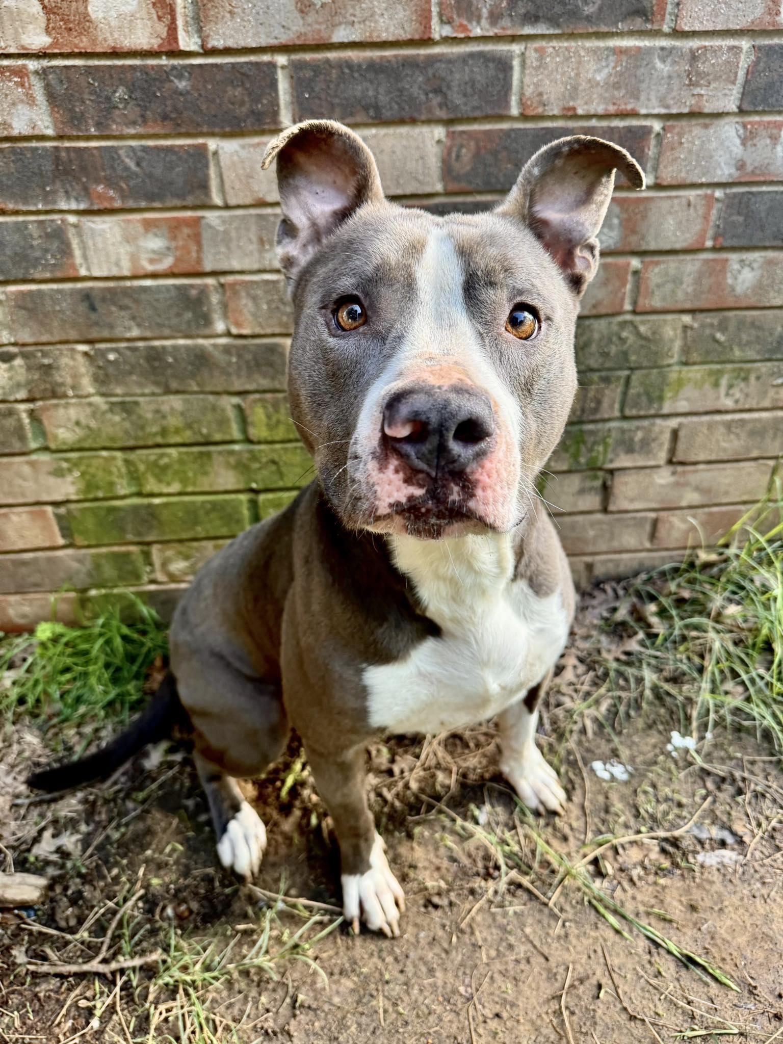 Enlarge Frankie, a Adoptable mixed breed in Fort Worth, TX image 3/6