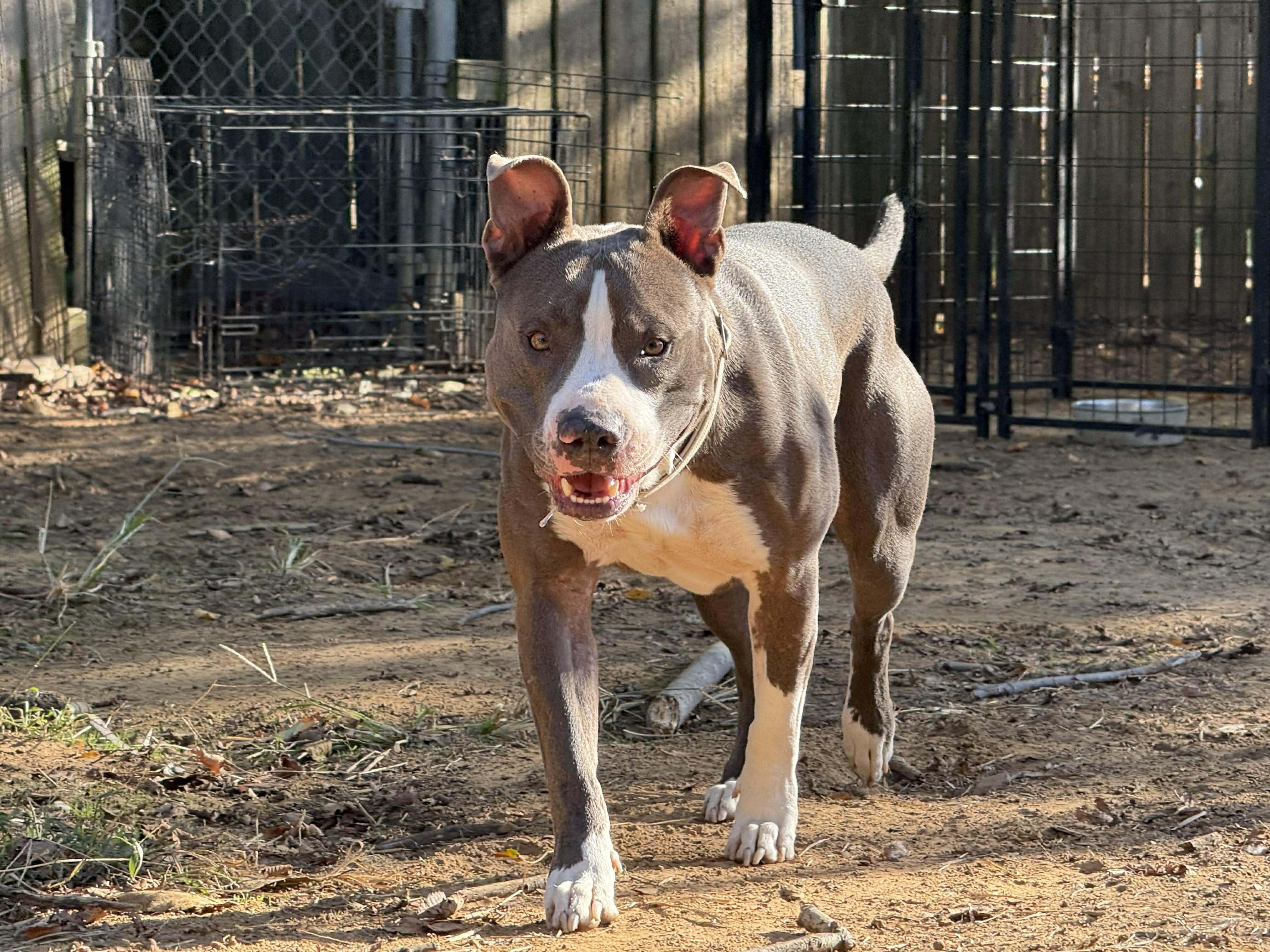 Enlarge Frankie, a Adoptable mixed breed in Fort Worth, TX image 5/6