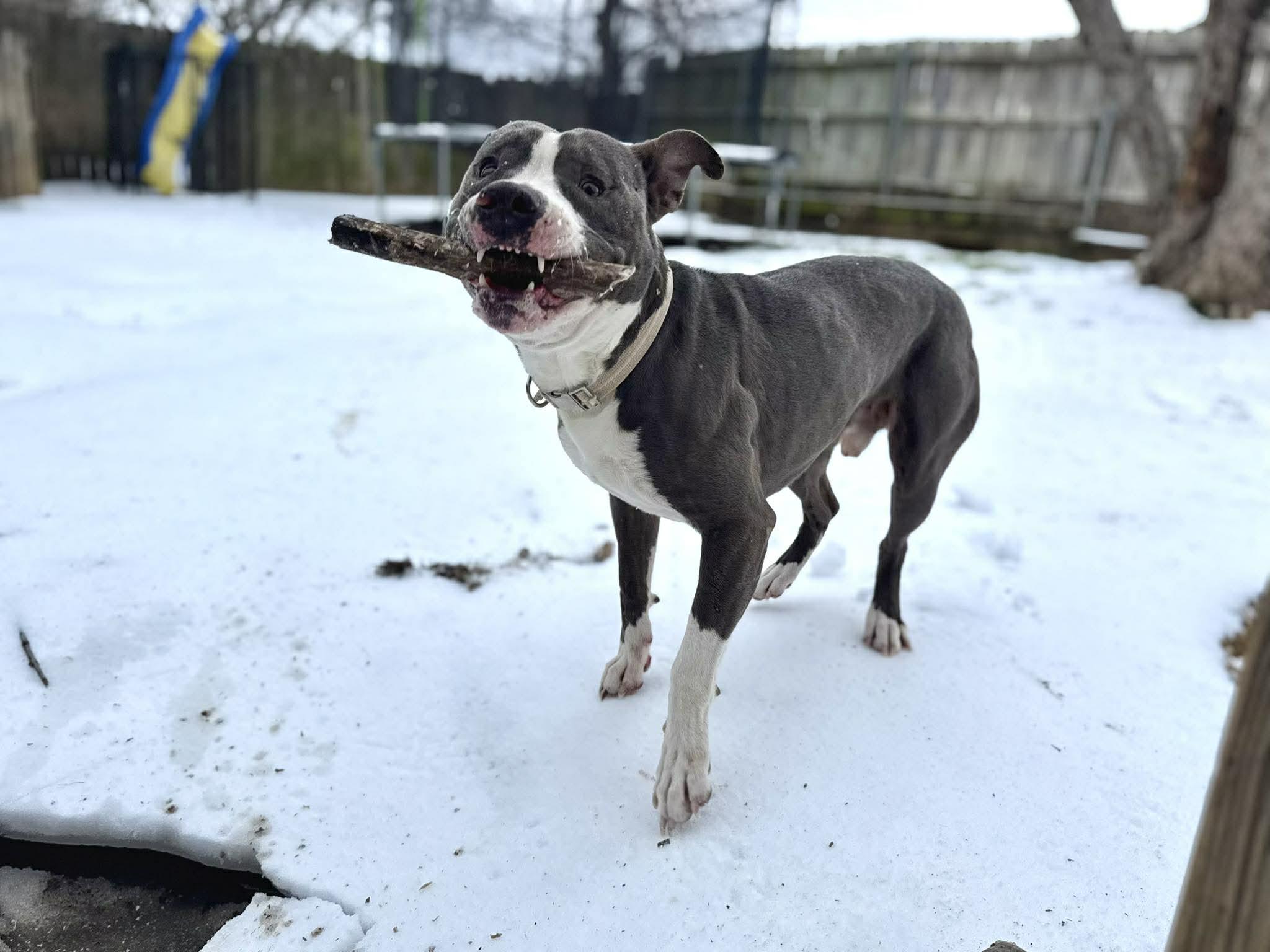 Enlarge Frankie, a Adoptable mixed breed in Fort Worth, TX image 6/6