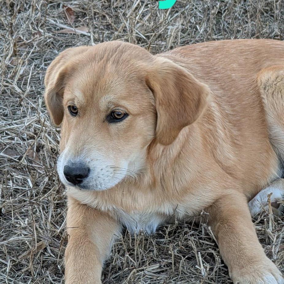 Enlarge Jasper, a Adoptable Golden Retriever in Huntsville, AL image 1/1