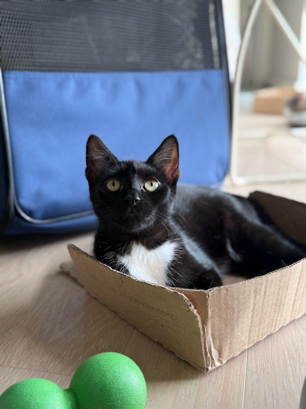 Loocy, Adoptable, Young Female Domestic Short Hair.