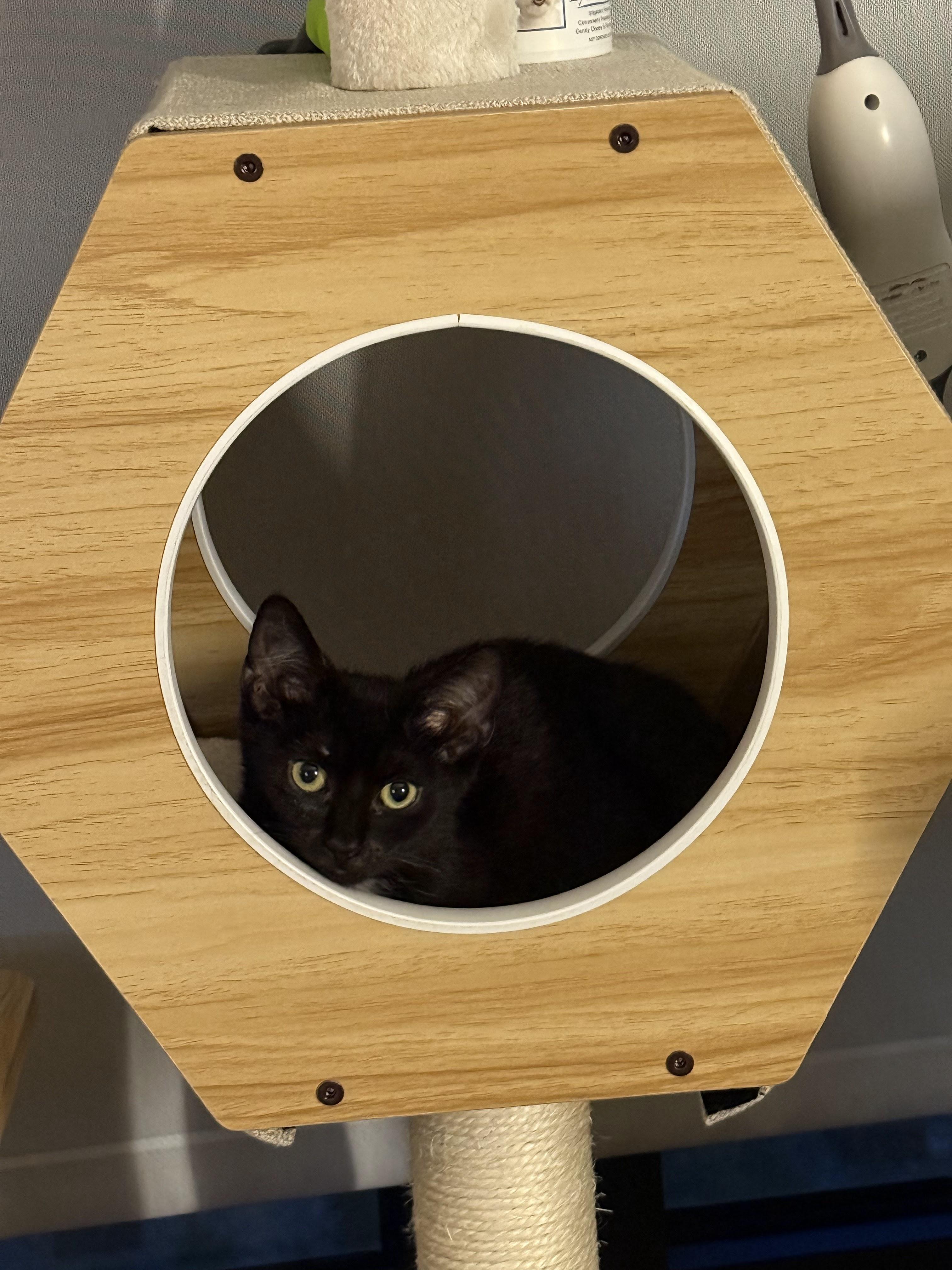 Enlarge Loocy, a Adoptable Domestic Short Hair in brooklyn, NY image 2/4