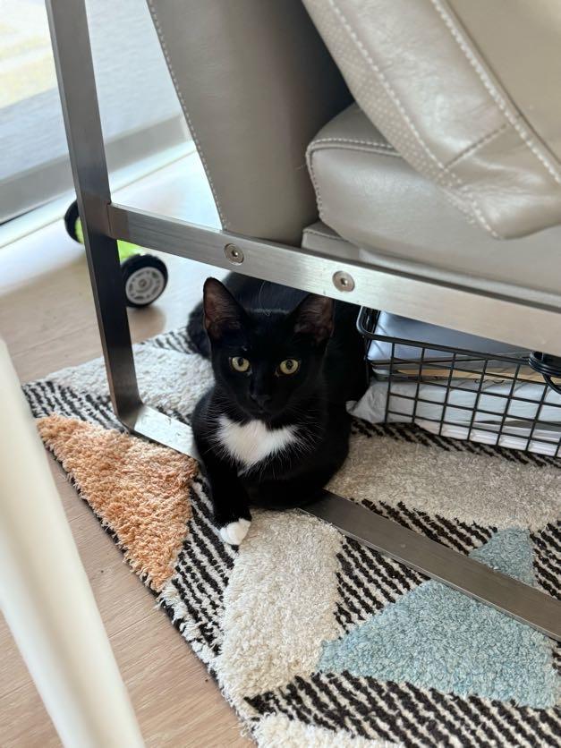 Enlarge Loocy, a Adoptable Domestic Short Hair in brooklyn, NY image 3/4