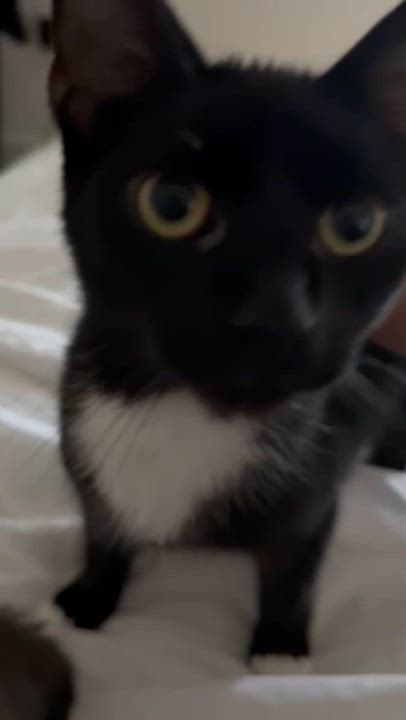 Enlarge Loocy, a Adoptable Domestic Short Hair in brooklyn, NY video 4/4