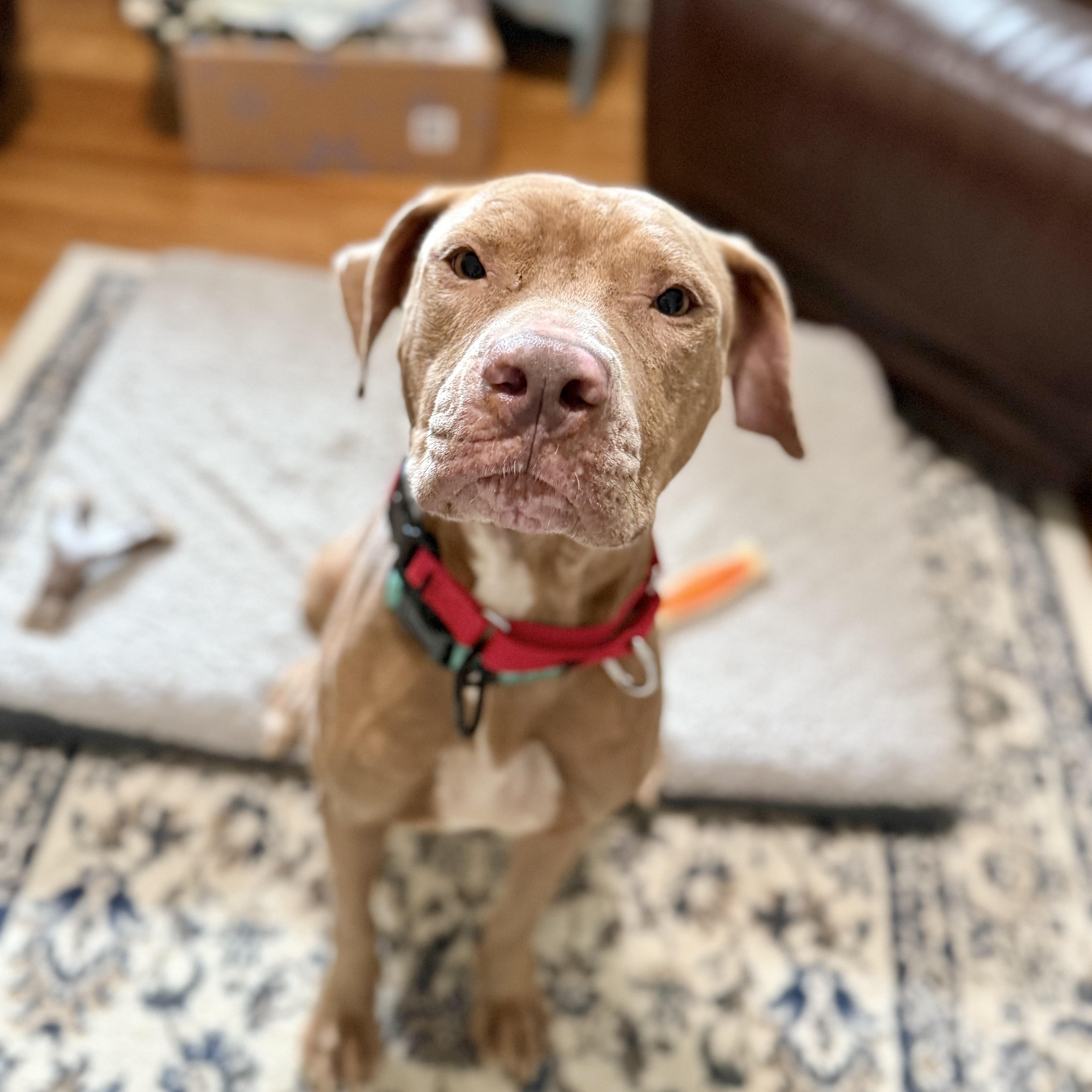 Age 3 years Size 56 lbs Good with Kids cats dogs If you enjoy slow mornings quiet evenings an