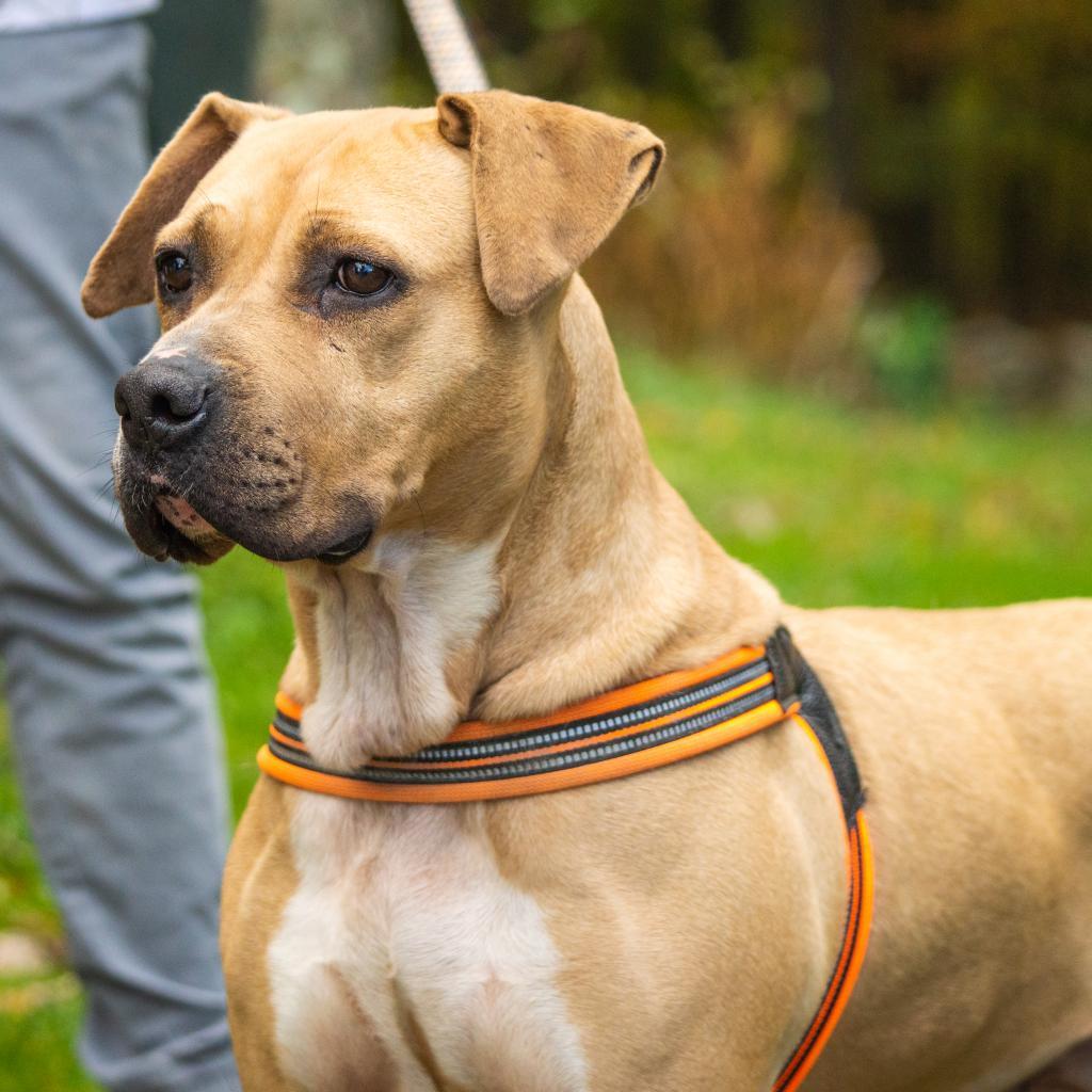 Enlarge Suzie, a Adoptable mixed breed in Middletown, NY image 1/6