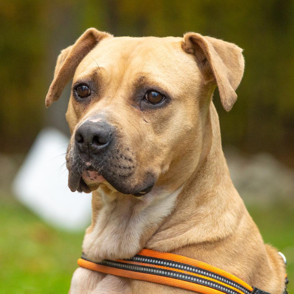 Enlarge Suzie, a Adoptable mixed breed in Middletown, NY image 2/6