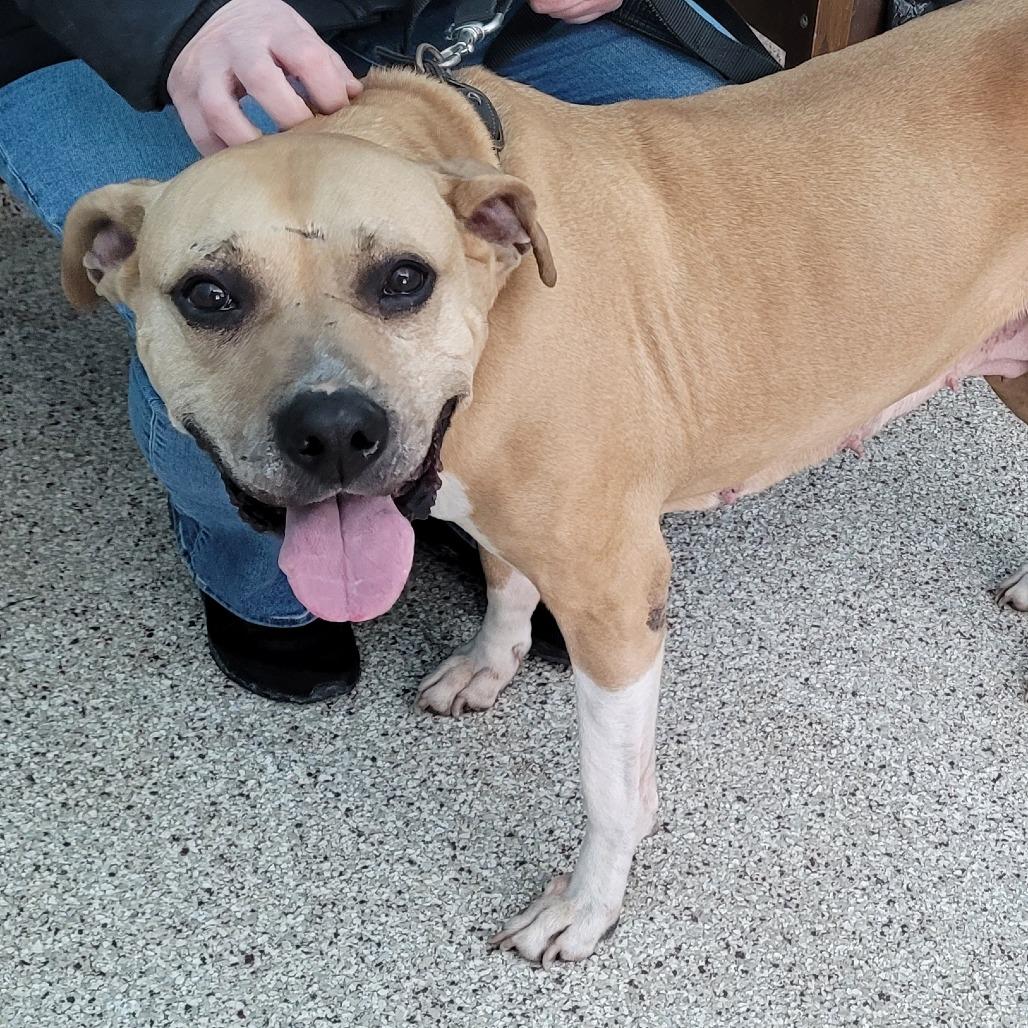 Enlarge Suzie, a Adoptable mixed breed in Middletown, NY image 3/6