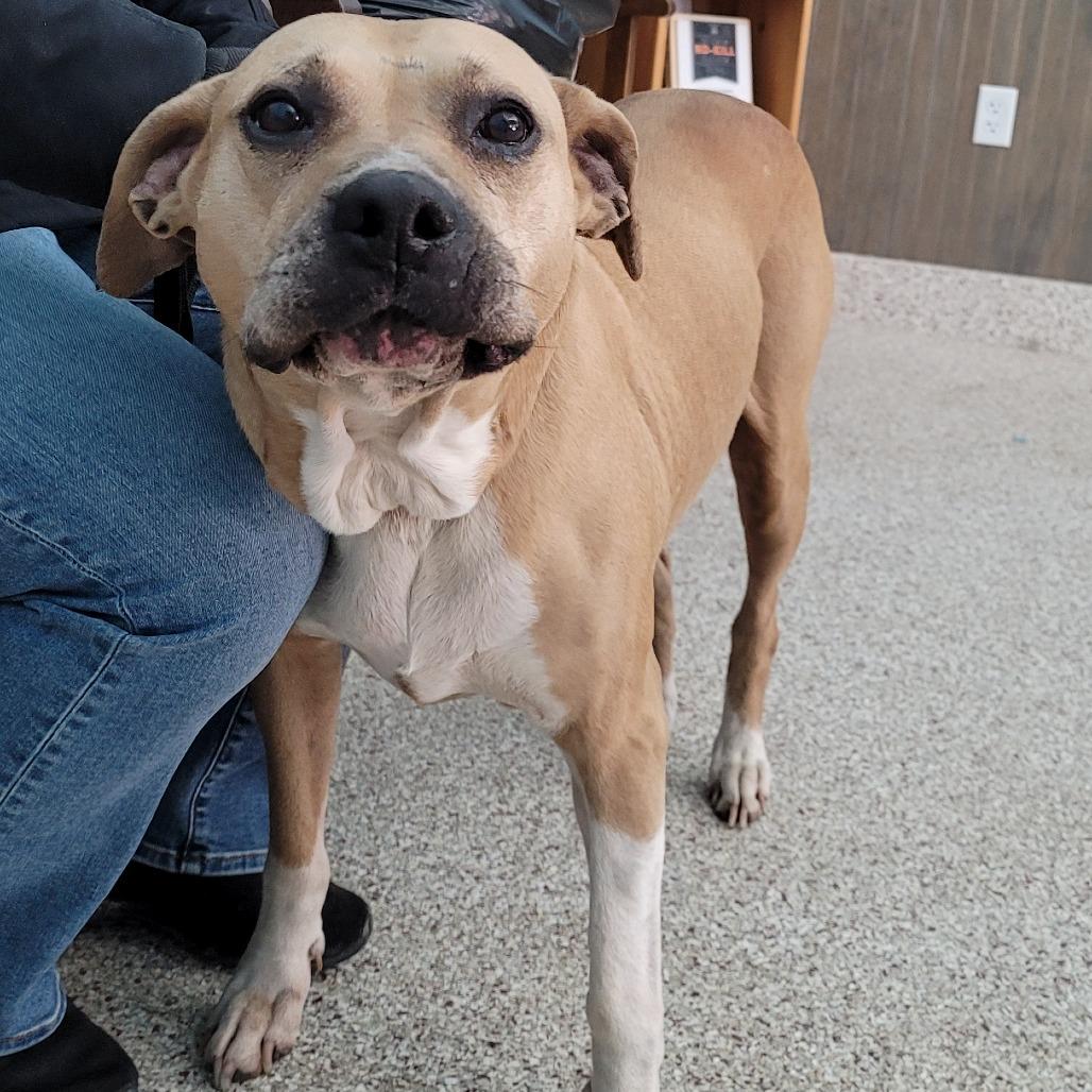 Enlarge Suzie, a Adoptable mixed breed in Middletown, NY image 5/6