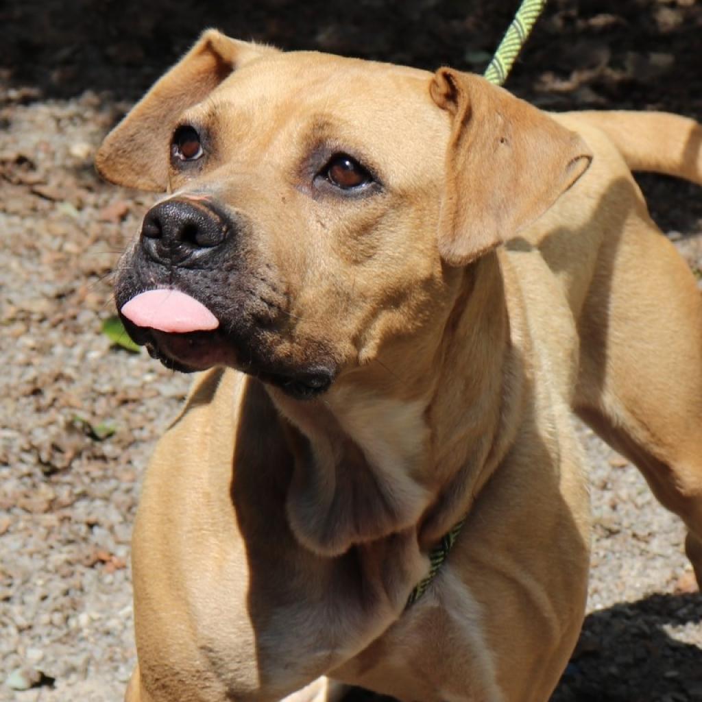 Enlarge Suzie, a Adoptable mixed breed in Middletown, NY image 6/6
