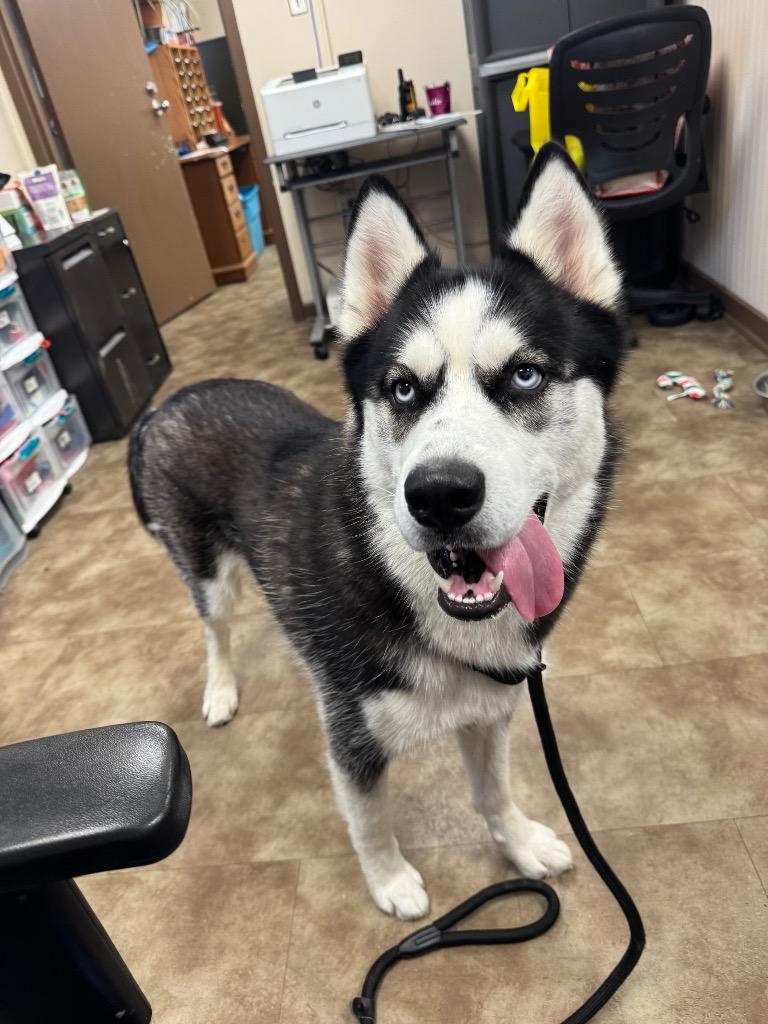 Enlarge Coya/Ozzy Pawsbourne, a Adoptable Siberian Husky in Springfield, OH image 1/1