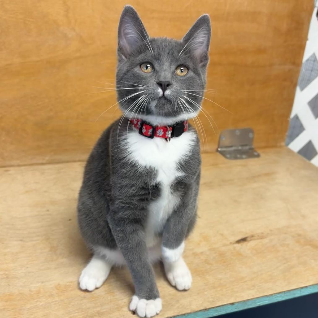 Bowser, Adoptable, Young Male Domestic Short Hair.